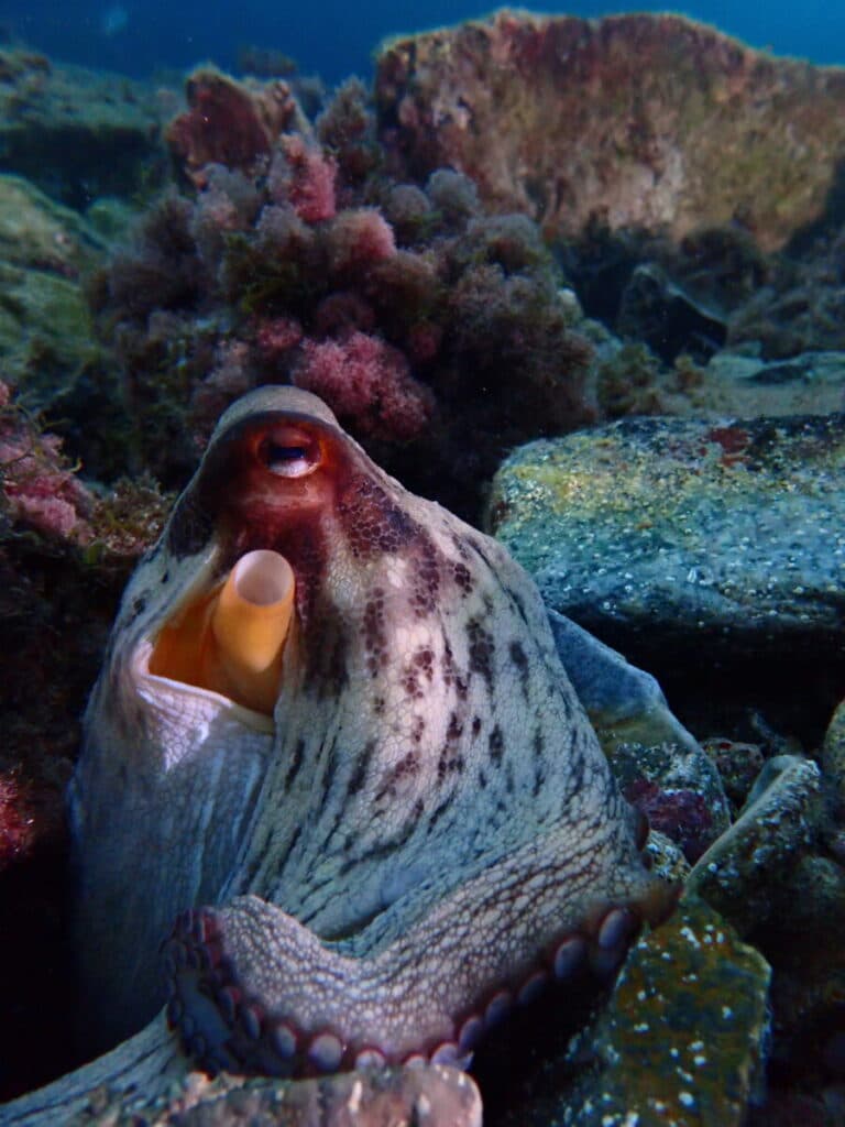 La science à l’écoute de la mer