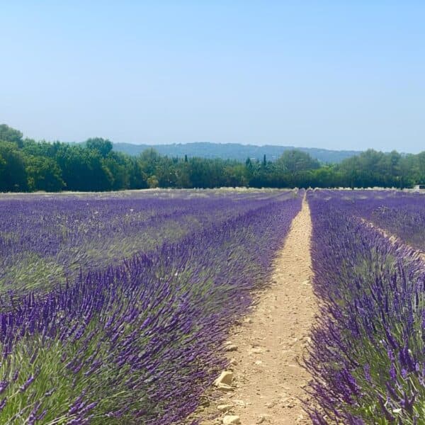 En Provence, des champs de lavandin en phase avec la biodiversité