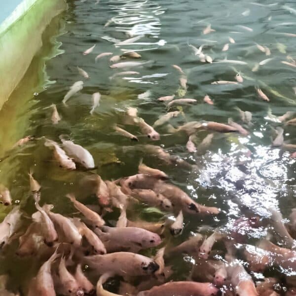 Politique alimentaire : l’Algérie parie sur une espèce de poisson sans hormones
