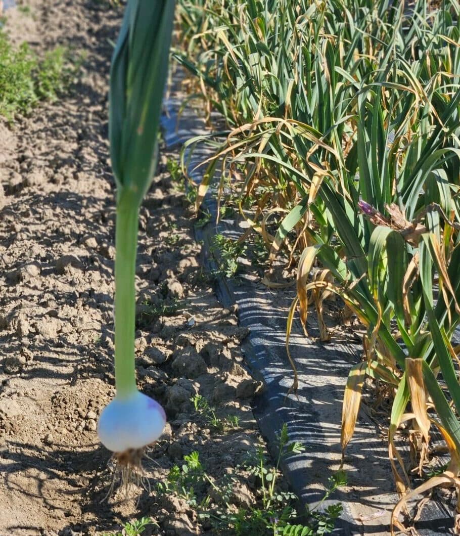 L’ail de Piolenc, un trésor de caractère