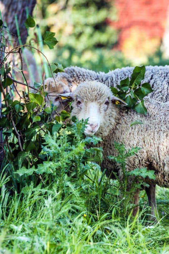 Les Moutons Marseillais prêts à bêler jusqu’aux Alpes