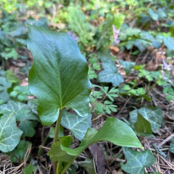 En Anatolie, l’arum est une plante toxique mais douée de vertus
