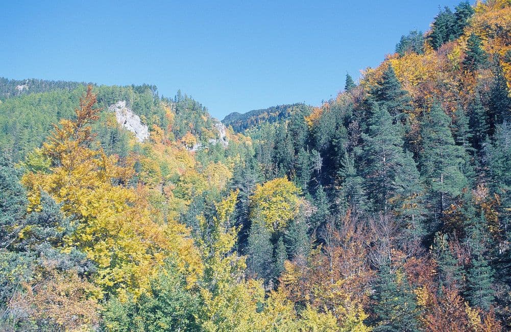 Forêts provençales, un patrimoine naturel à préserver