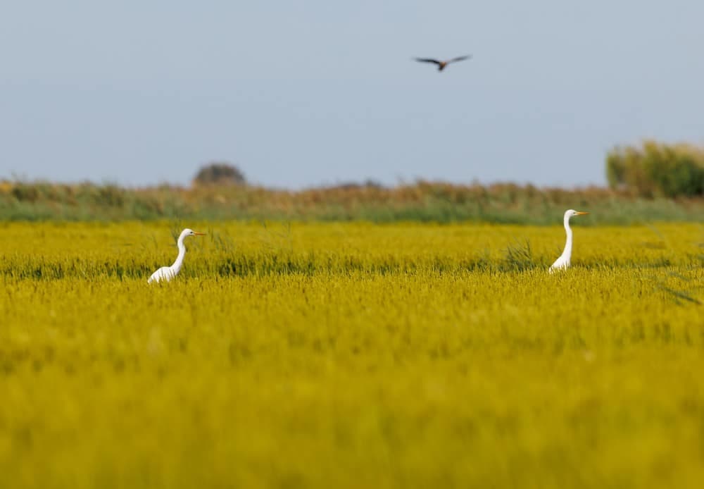 Dans la tempête, le riz de Camargue garde le cap