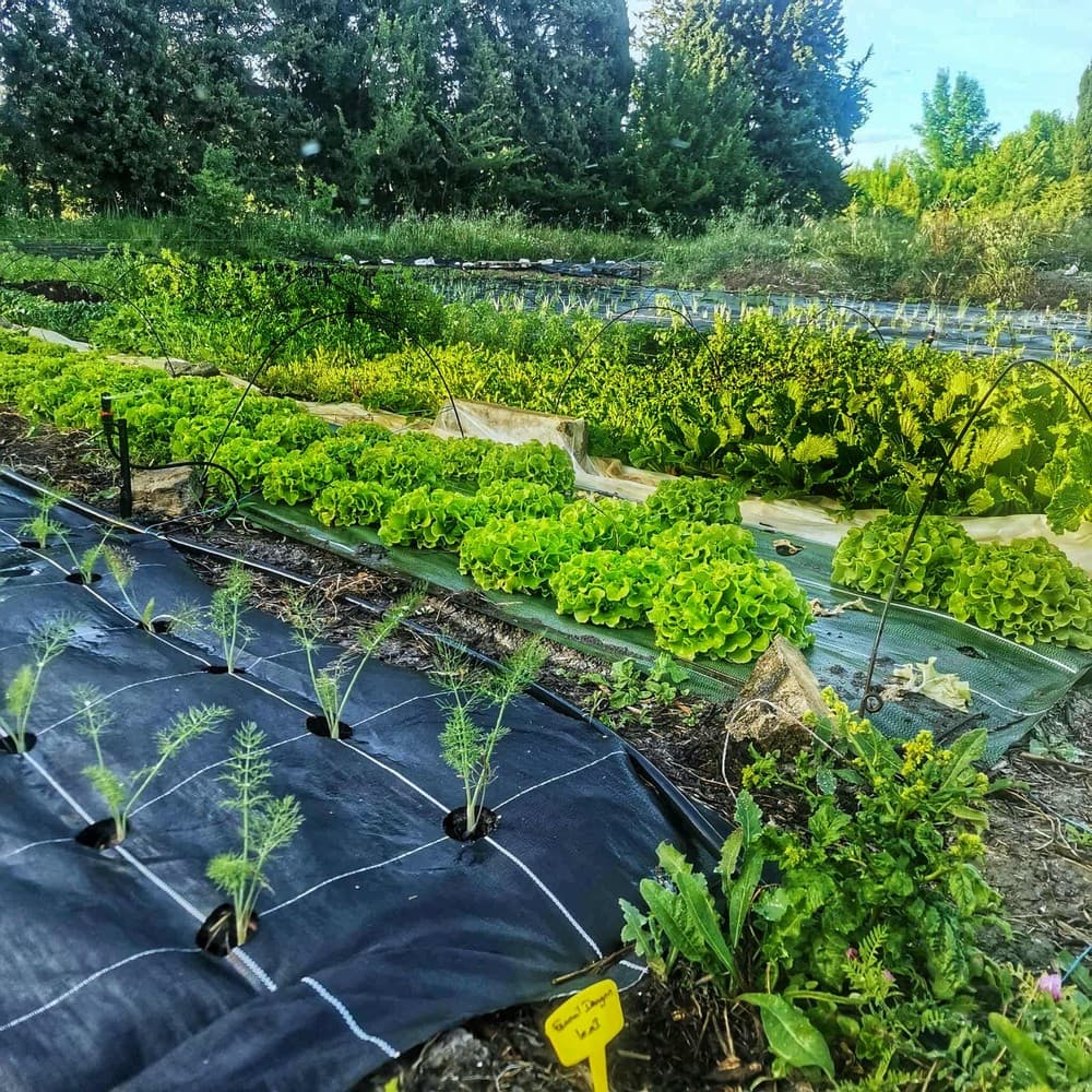 Les fermes collectives, avenir de l’agriculture ?