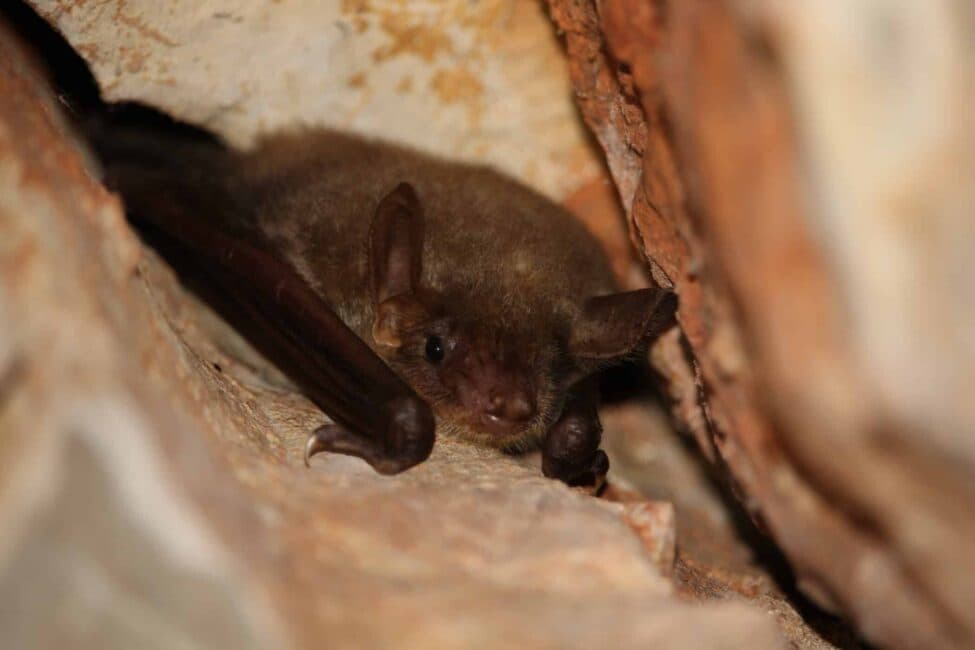 Sauvegarder la chauve-souris, celle qui « vole avec ses mains »
