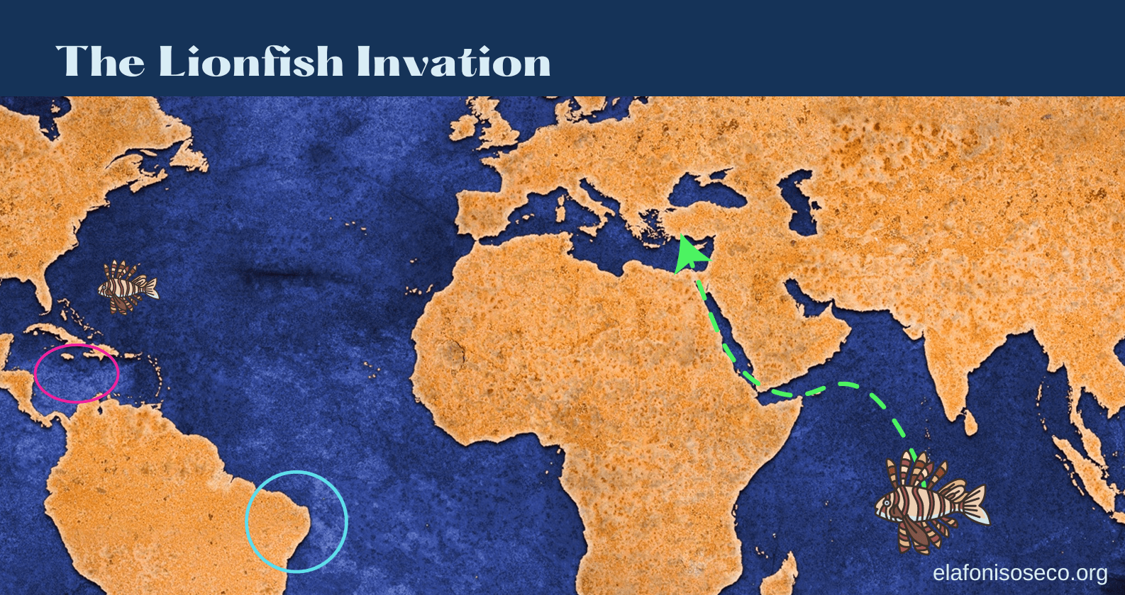 Quel poisson menace l’écosystème marin méditerranéen ?