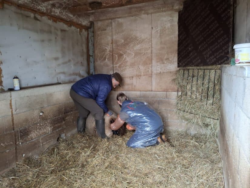 Isère Véto soutient l’installation des vétérinaires ruraux